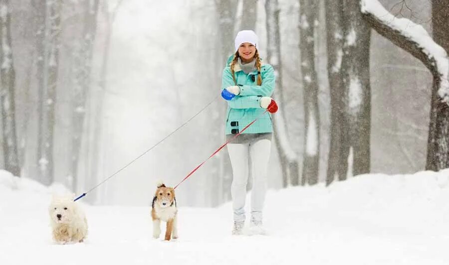Вывел погулять. Прогулка в зимнем лесу. Собачка на прогулке. Прогулка с собакой зимой. Пешие прогулки зимой.
