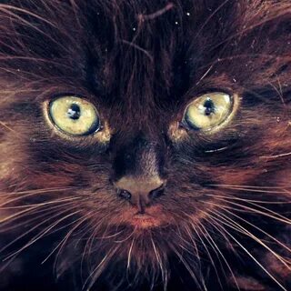 Green eyes the cats
