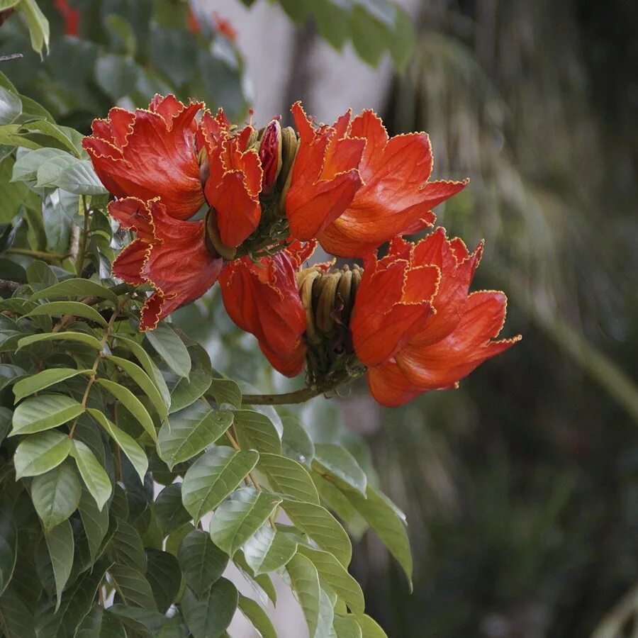 Tulip tree