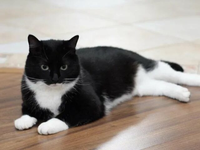 Коты с белыми лапками