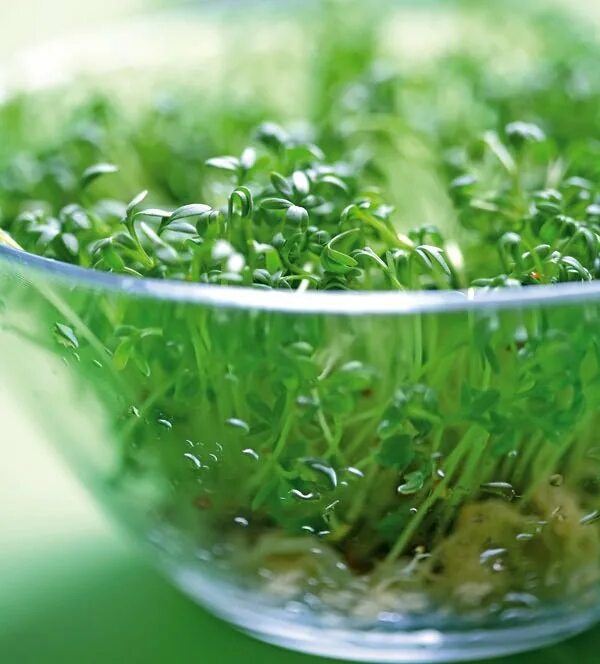 Густая зелень число. Вода и зелень. Выращиваем зелень дома. Зелень, салат в воде. Замоченная в воде зелень.