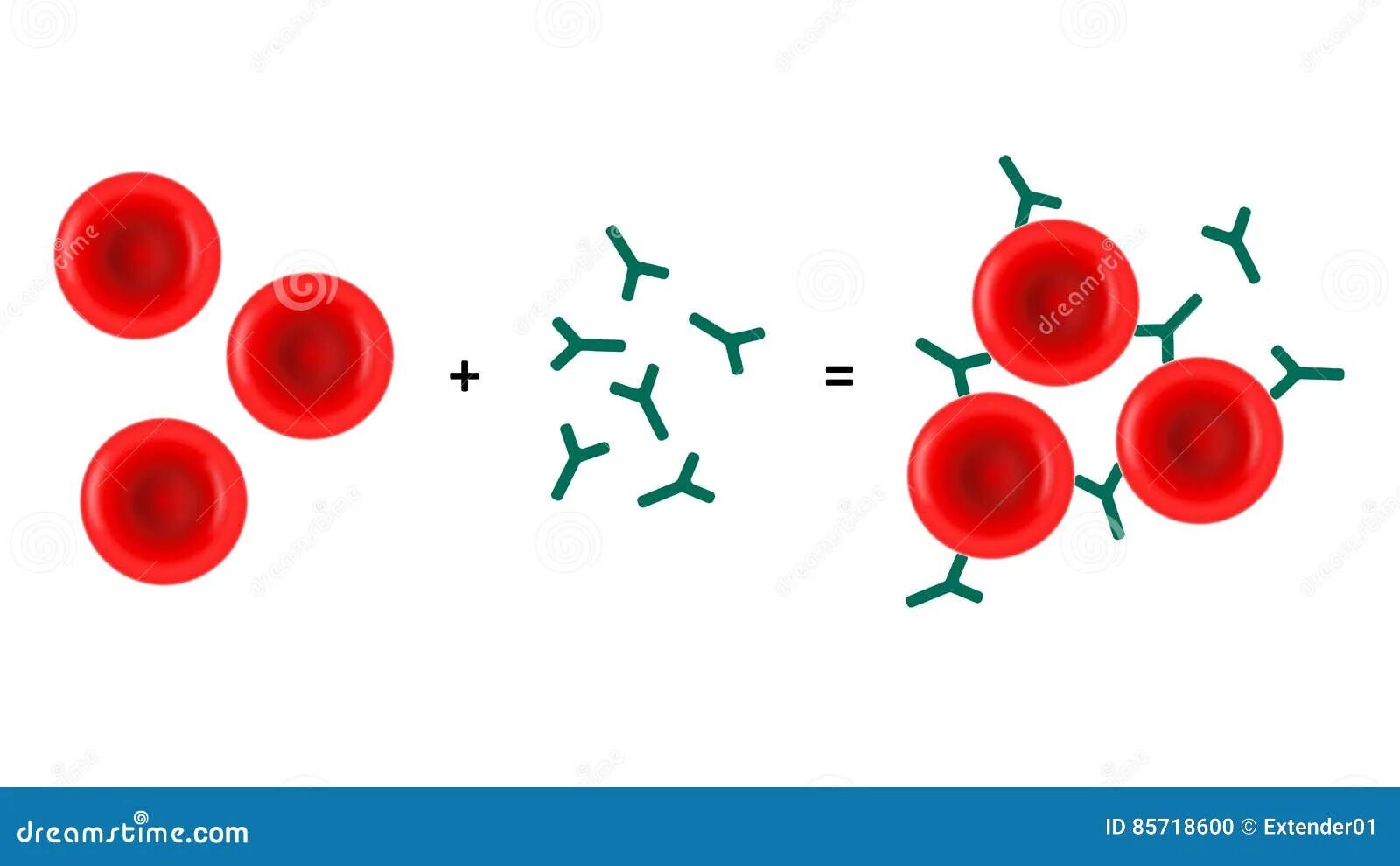 Реакция агглютинации эритроцитов. Антитела к эритроцитам. Клетки крови и антитела. Реакция латекс агглютинации рисунок. Эритроциты с антителами на них.
