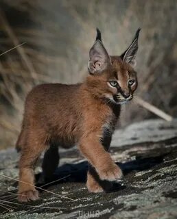 Кот похожий на рысь
