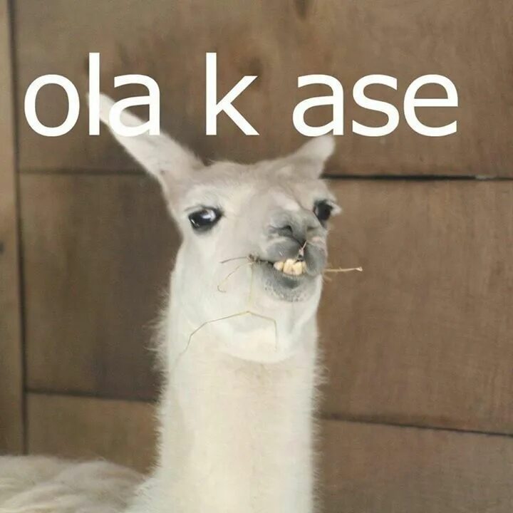 Альпака гуль. Альпака мем. Лама. Лама. Лама морда.