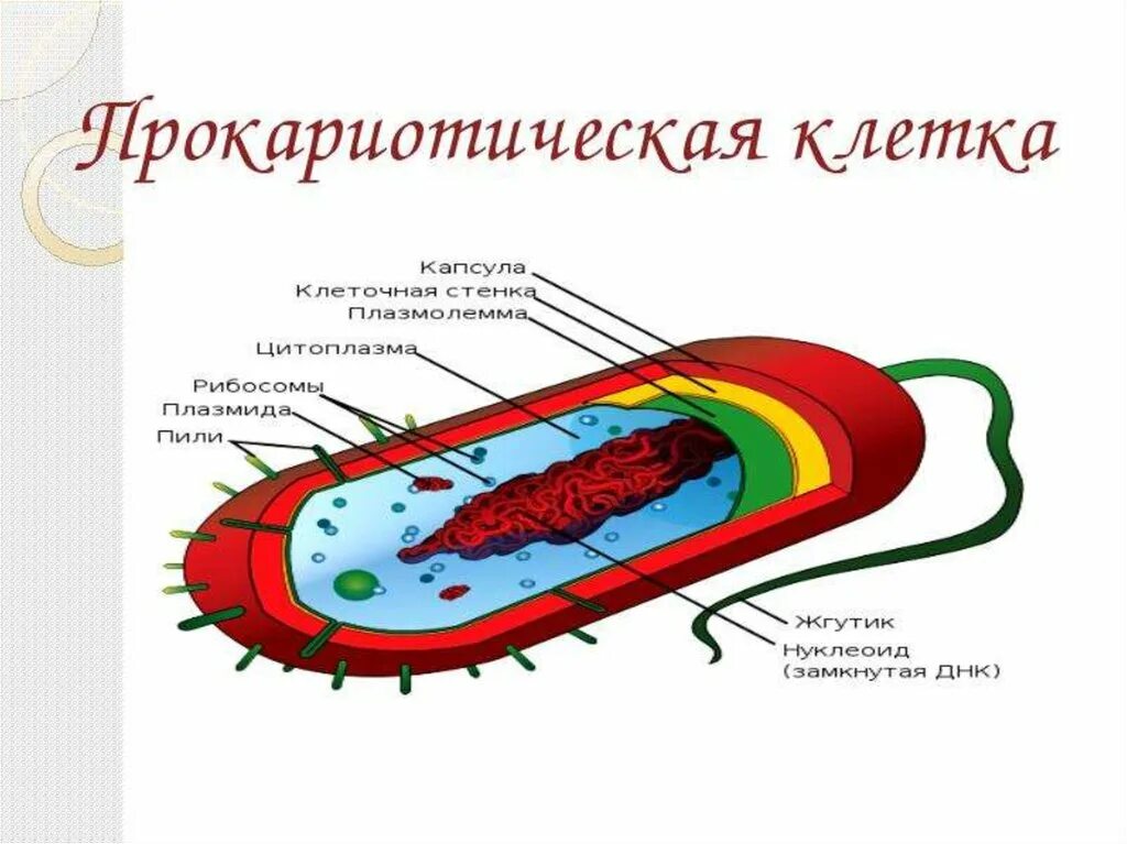 Прокариоты рисунок