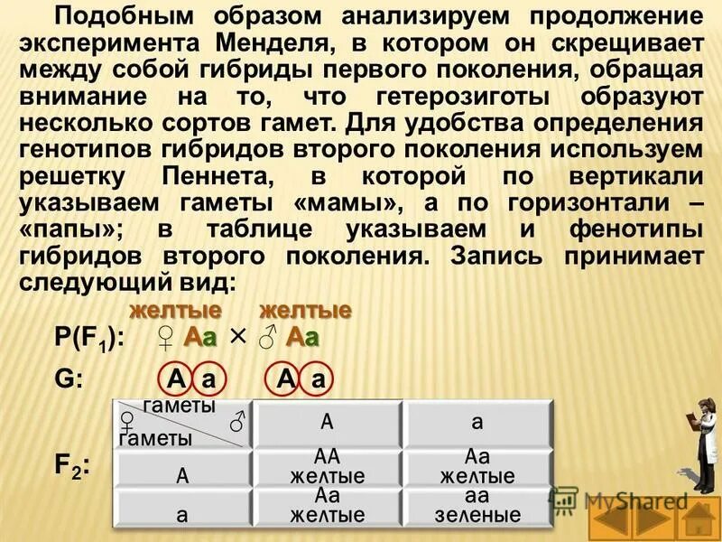 Гибридов первого поколения скрестили между собой