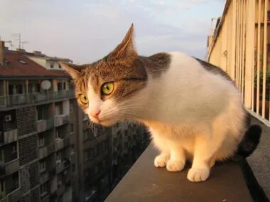 Включи просто коты