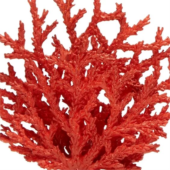 Red coral. Кораллы в комнате. Порошок красного коралла. Painbucket Корал. Датчик коралл.