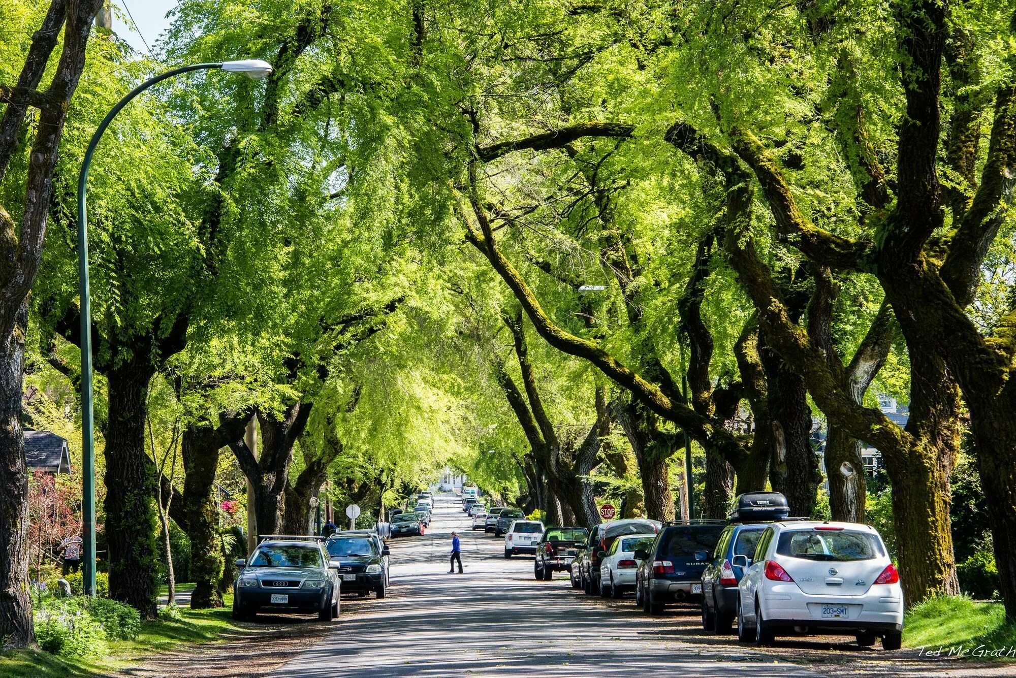 Street trees. Ванкувер зеленый город. Деревья в городе. Улица с деревьями. Улица с деревьями Америка.