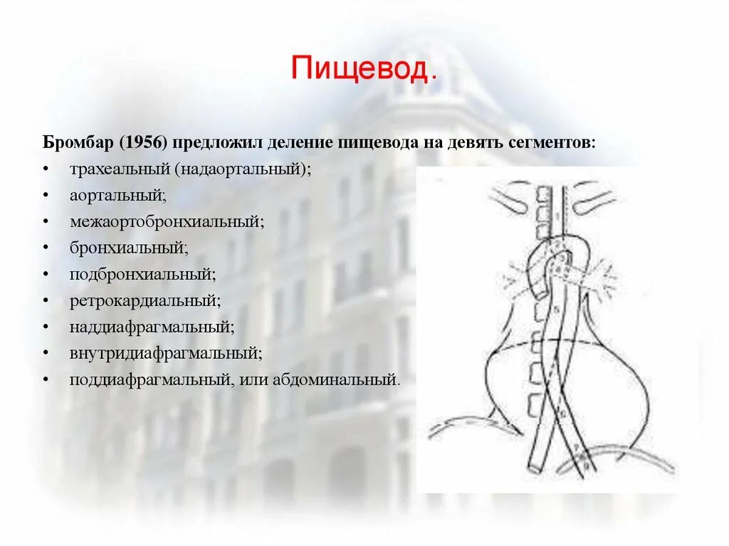 Став пищевода. Сегменты пищевода. Сегменты пищевода анатомия. Сегменты пищевода по Бромбару схема. Сегменты пищевода на рентгенограмме.