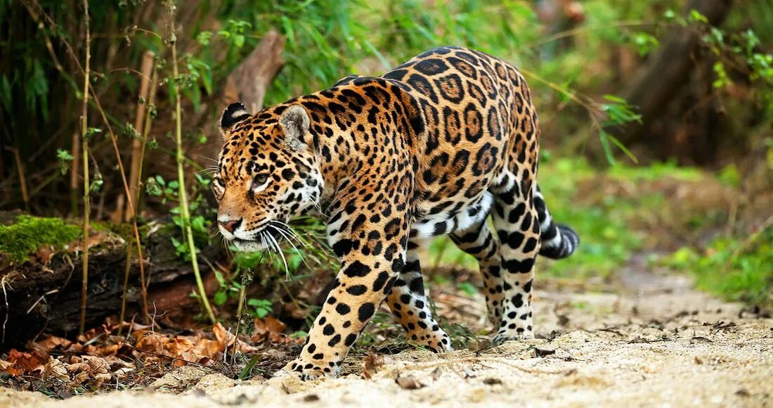 Мексика животные. Животный мир Мексики. Мексиканский Ягуар. Растительный и животный мир Мексики.