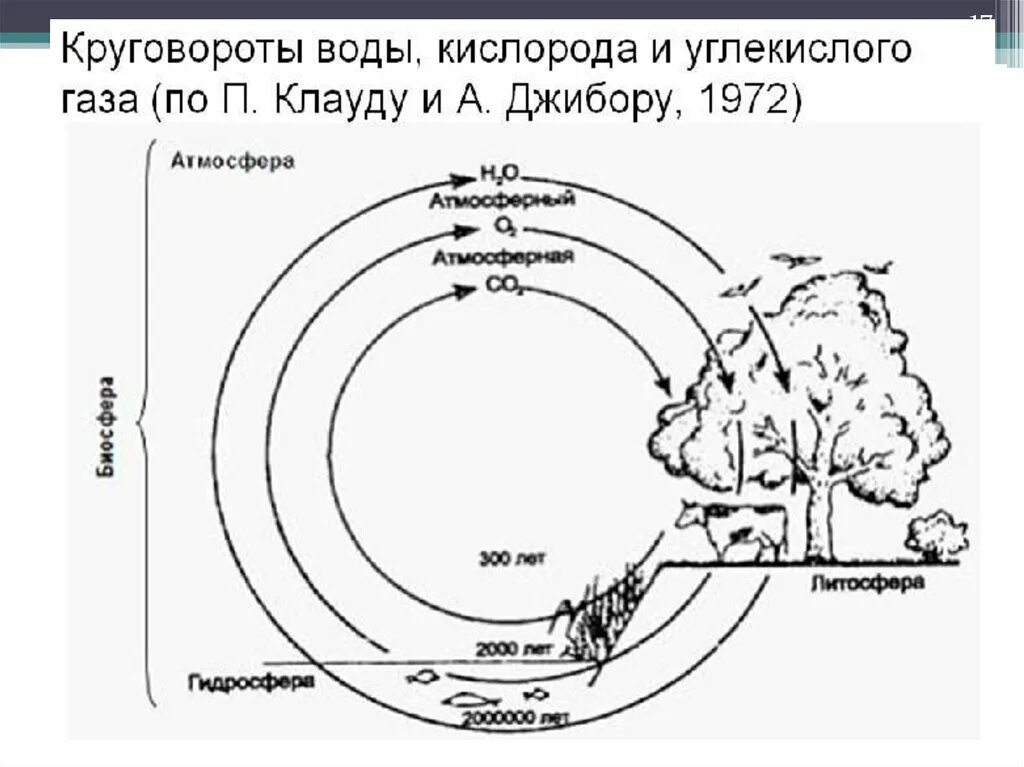 Важную роль накопления кислорода в атмосфере играют. Схема объединяющая круговороты углекислого газа кислорода и воды. Круговорот кислорода схема. Схемы круговорота кислорода и водорода в природе. Круговорот углерода в биосфере.