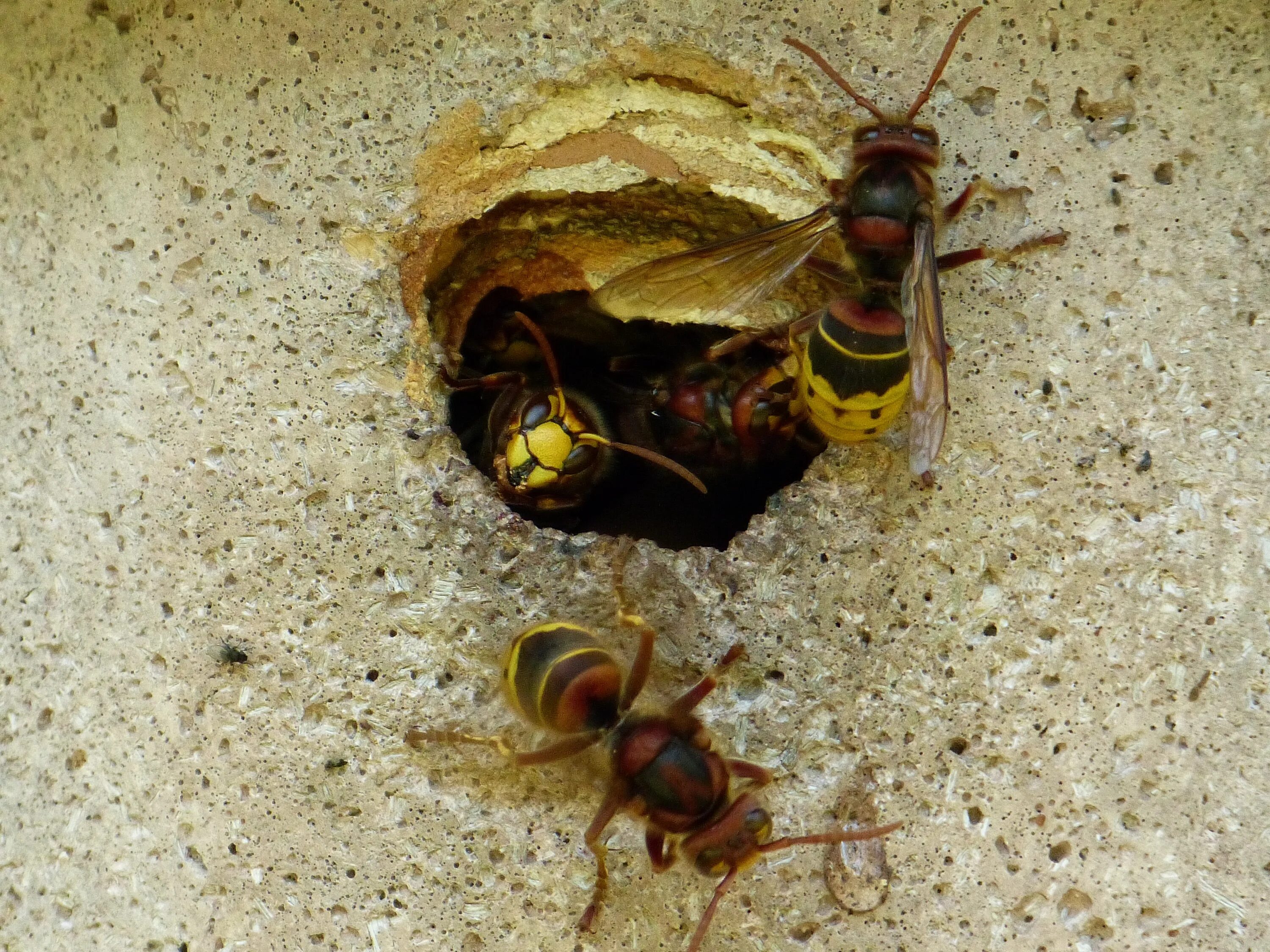 Сколько живут осы. Vespa crabro гнездо. Шершень Vespa crabro. Шершень обыкновенный гнездо. Шершень гнездо Рой.