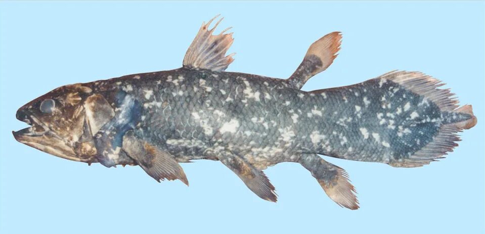 Древняя рыба Латимерия. Latimeria menadoensis. Кистеперая рыба Латимерия. Латимерии Индонезия.