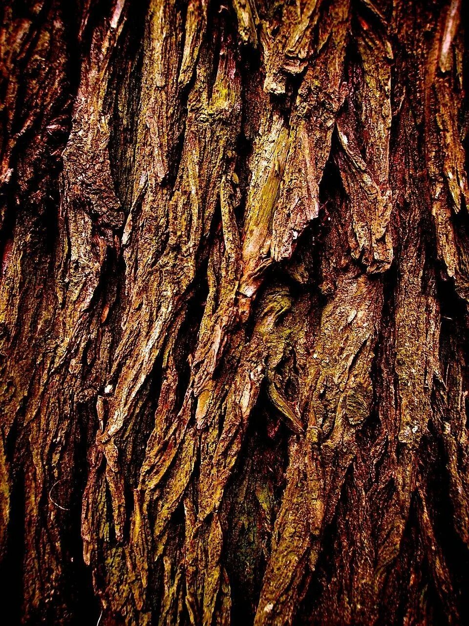 Brown tree