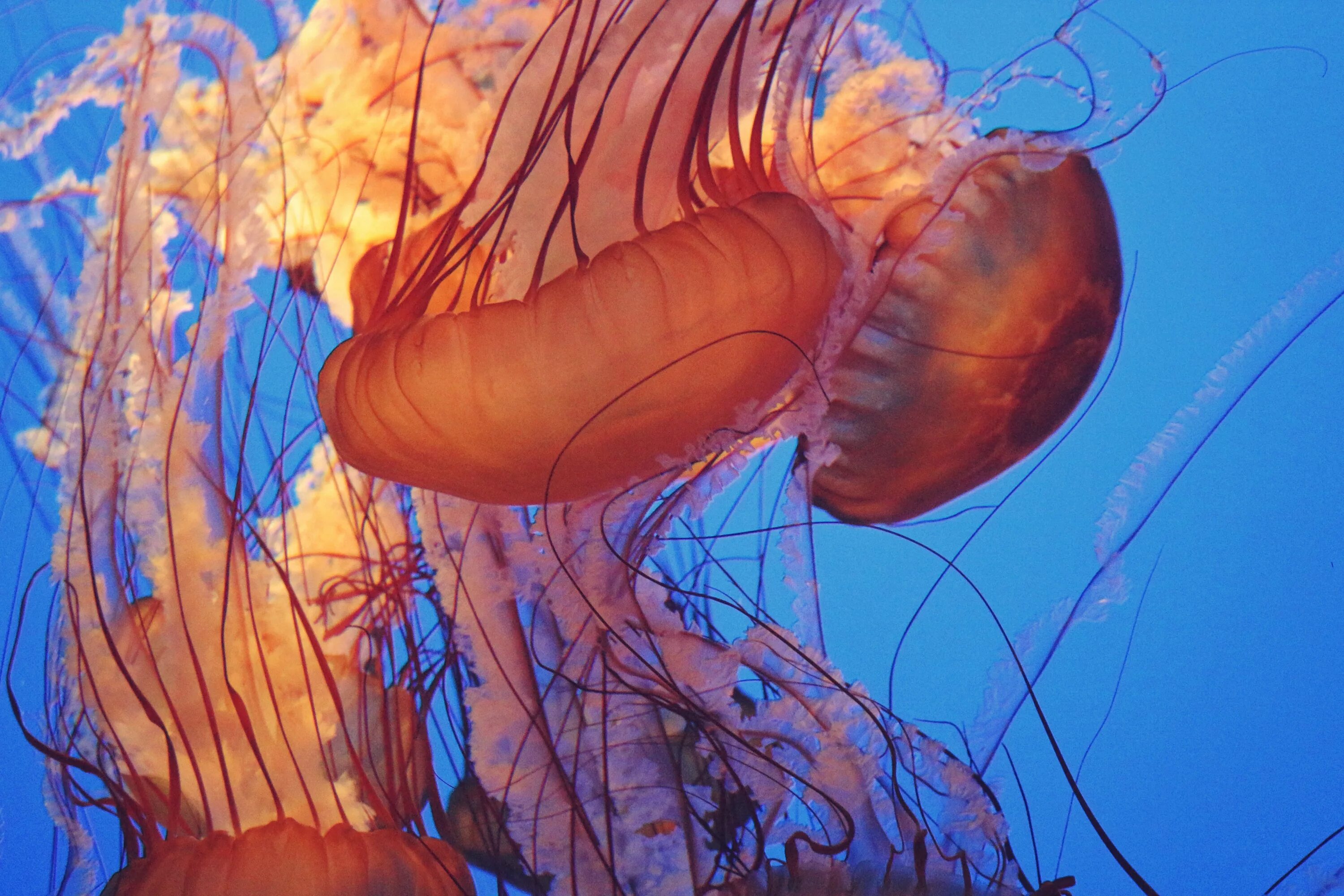 Красивые картинки по биологии. Аквариумные медузы. Аквариум с медузами. Морской организм клетка.
