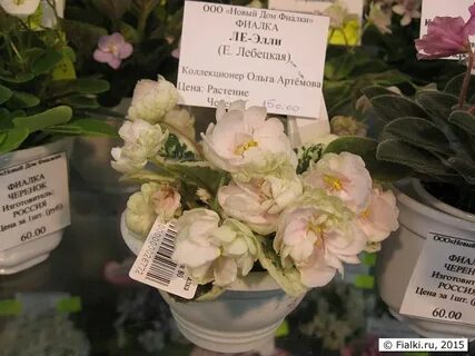 Фиалка элли