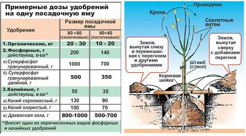 Какое удобрение вносить при посадке в теплице. Удобрение плодовых деревьев осенью таблица. схема подкормки плодовых деревьев и кустарников весной. схема внесения удобрений для яблонь. таблица подкормки деревьев весной.