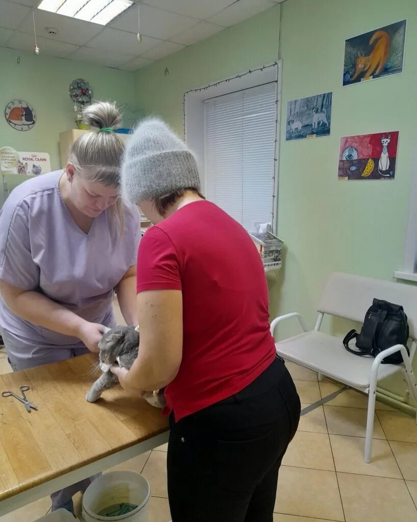 Ветеринарная клиника усть-илимск левый берег. Ветеринарная клиника усть-илимск дружбы народов. Ветеринарная клиника правобережная. Ветеринарная клиника в междуреченске доктор. Ветеринарка усть илимск.