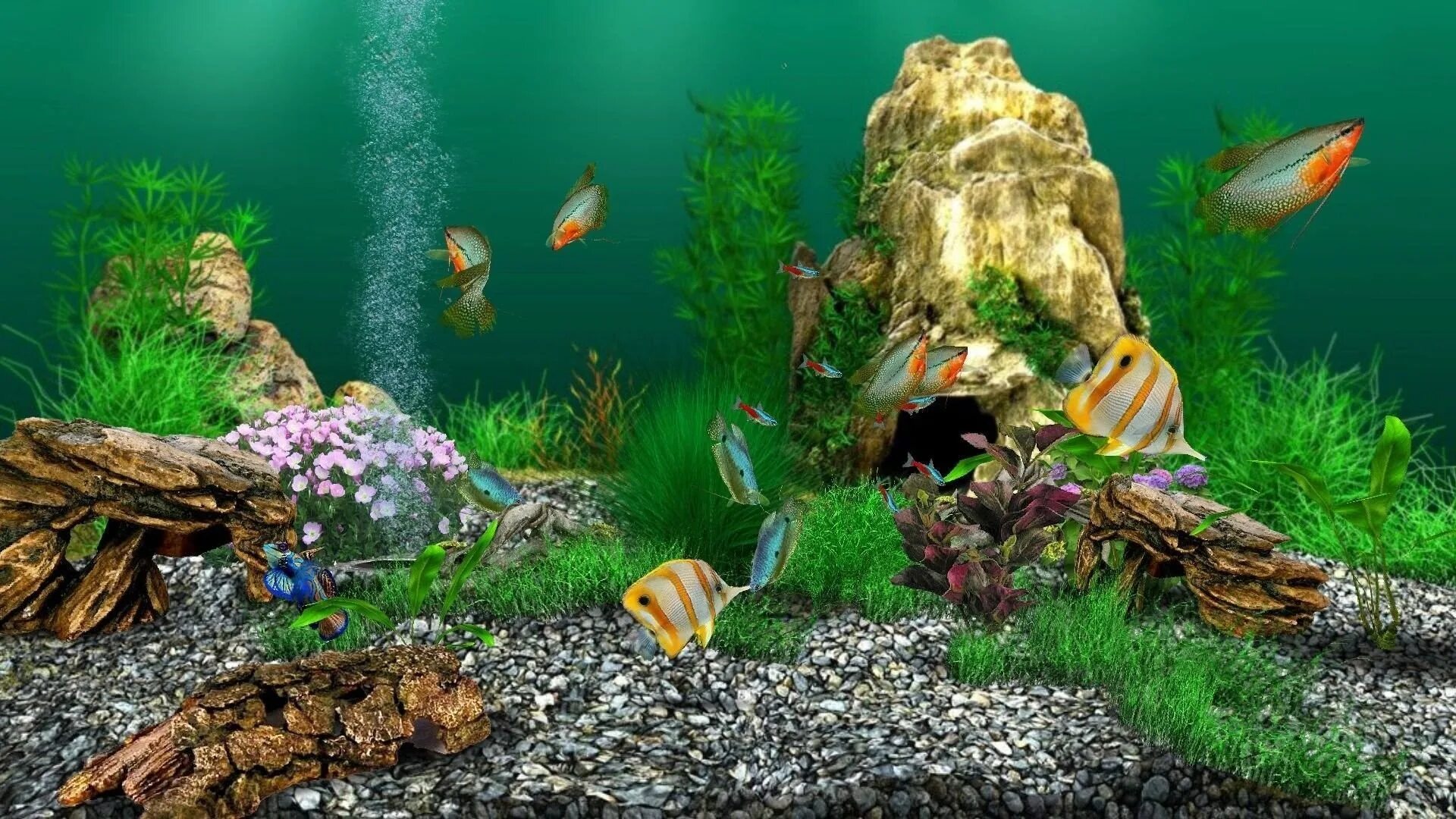 Рабочий стол рыбки живые. Aqualife 3d. Обои аквариум. Аквариум 3д. Живой аквариум.