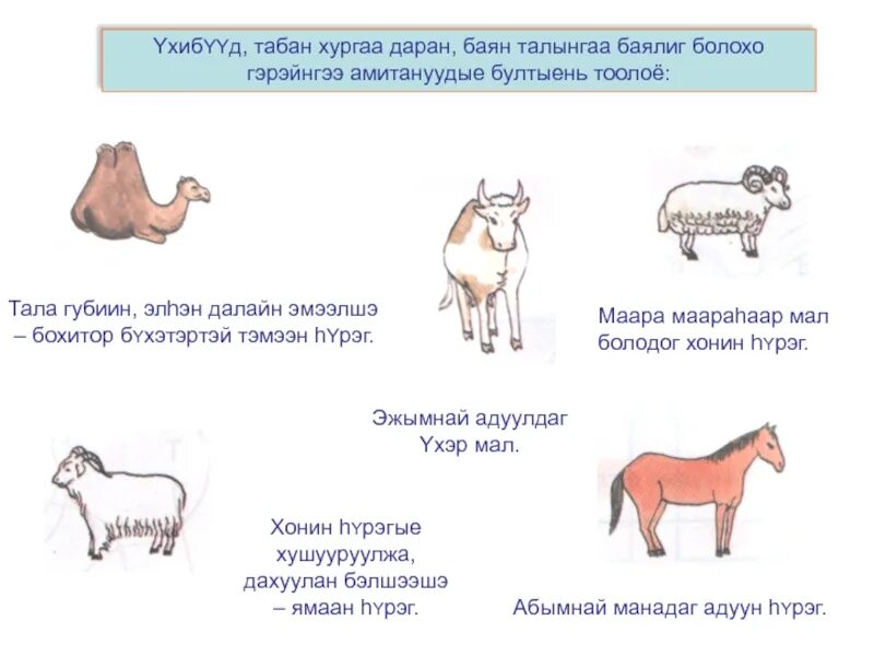 Домашние животные на бурятском языке. Домашние животные бурят. Пять видов животных у бурят. Пять домашних животных у бурят. Шагай надан