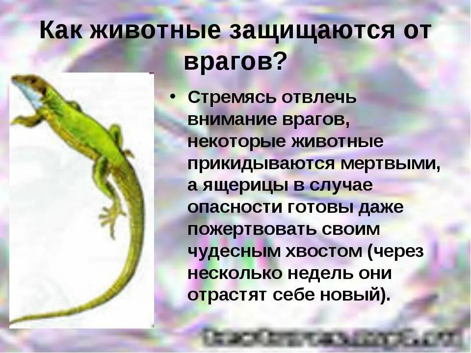 Как защищается от врагов. Как защищаются от врагов звери. Как животные защищаются от врагов. Как животные защищаются от врагов. Животные защищаются.