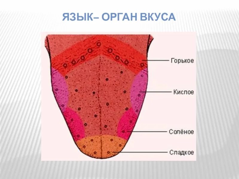 Язык орган чувств. Язык описание органа