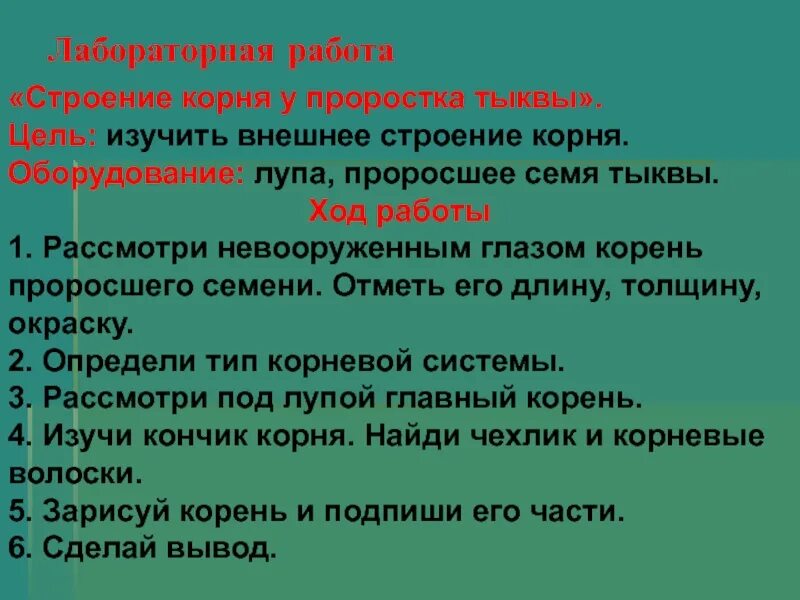 Лабораторная работа биология 6 класс фасоль. Внешнее строение корня лабораторная работа. Лабораторная работа "изучение строения корня". Лабораторная работа строение корня проростка тыквы. Лабораторная работа по семени тыквы.