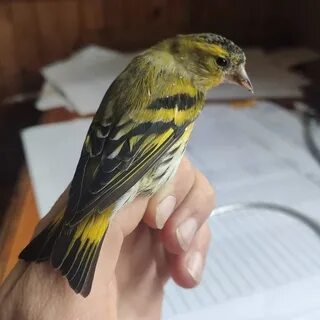 Где жил чиж