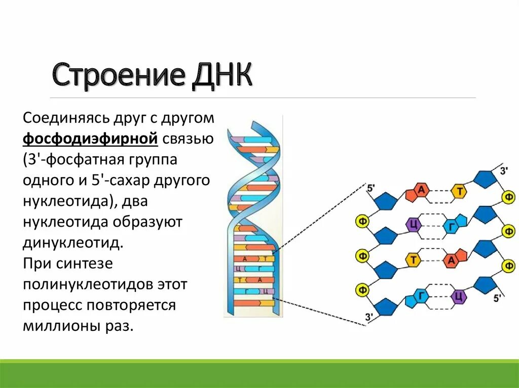 Характеристика структуры днк. Вторая структура ДНК. Структура дезоксирибонуклеиновой кислоты (ДНК).. Химическая структура ДНК. Схема строения ДНК.