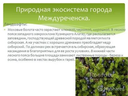 Городская экосистема