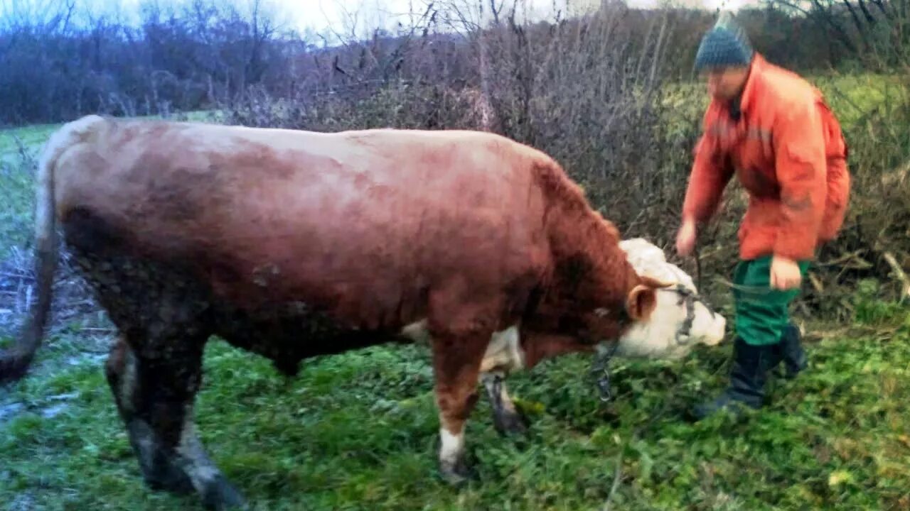 Годовалый бычок весит. Вес быка в 1 год симментал. Породы крупного рогатого скота мясной продуктивности. Годовалый бычок весит. Герефорд 3 месяца.
