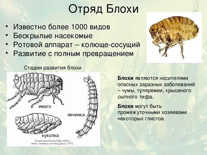 Блоха строение тела. Блохи общая характеристика. Xenopsylla cheopis. Песчаная блоха тунгиоз. Общая характеристика блохи 7 класс.