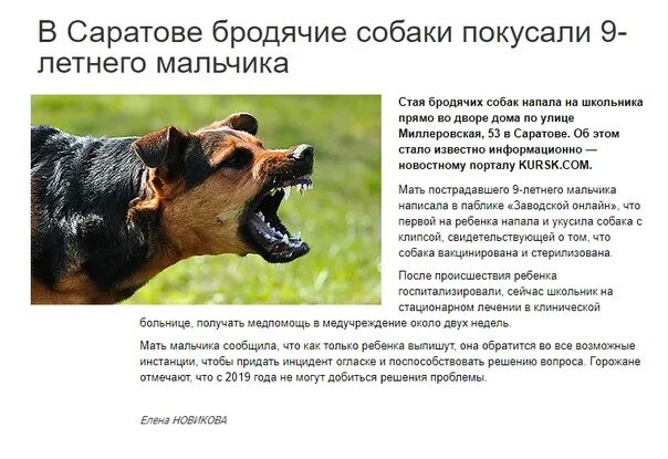 Покусала собака ответственность хозяина. Если укусила собака что грозит хозяину собаки. Если укусила собака что грозит хозяину собаки. Укусила собака что делать. Буклет бешенство животных.