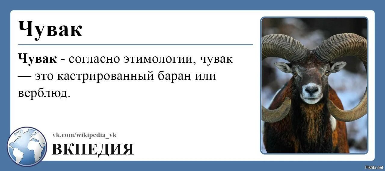 Стригали овец. Фермер американец. Шикса значение. Кастрированный баран это. Чувак значение слова.
