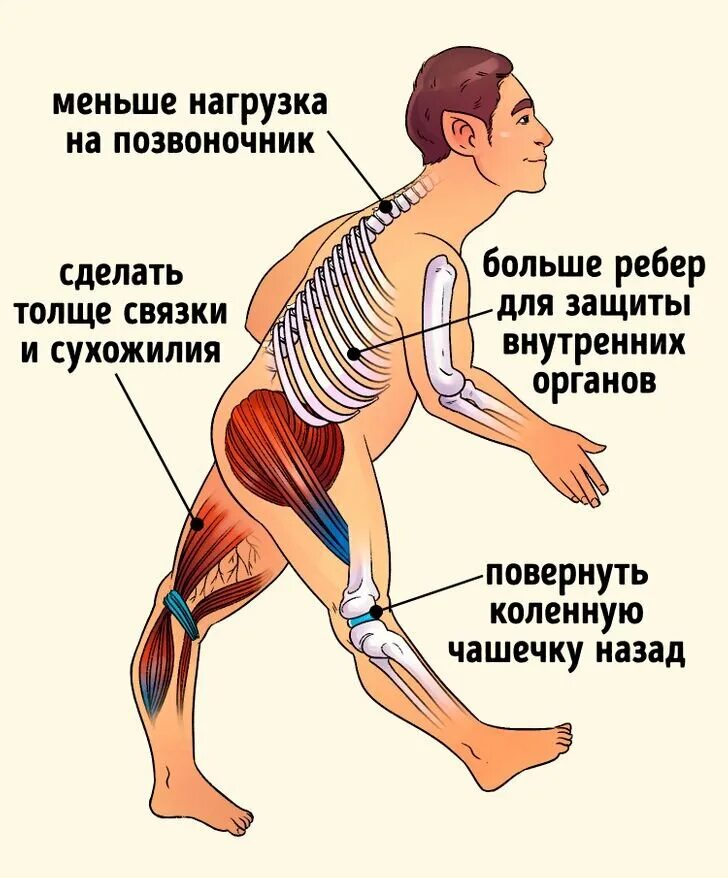 Нагрузка на поясницу. Нагрузка на позвоночник. Нагрузка на спину. Осевая нагрузка на позвоночник. Наименьшая нагрузка на позвоночник.