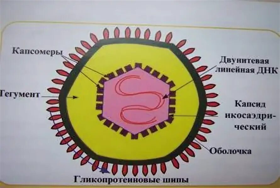 Структура простого вируса. Капсомеры это. Строение вируса капсомеры. Капсомеры это. Капсомеры.