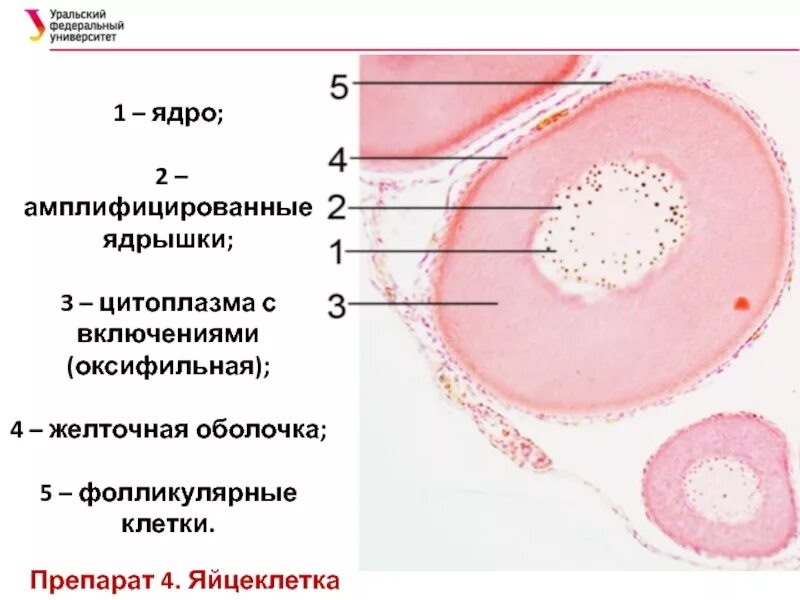 Растворение оболочки ядра происходит в. Препарат яичник Жабы гистология. Яйцеклетка лягушки гематоксилин эозин. Строение икринки яйцеклетки лягушки. Яйцеклетка лягушки препарат гистология.