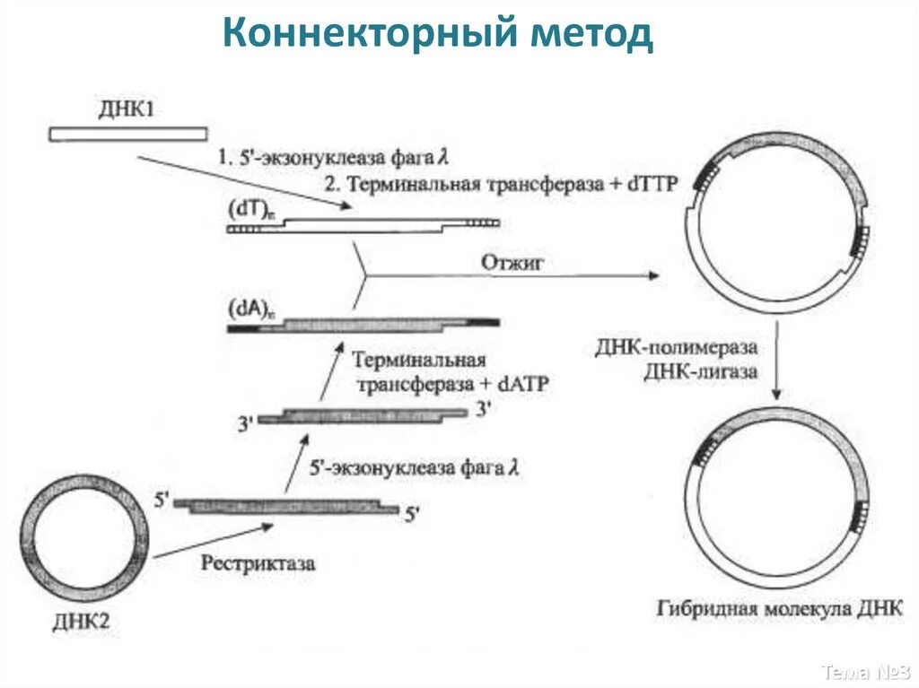 Коннекторный метод конструирования днк. Общая схема молекулярного клонирования. Генетическая инженерия в медицине. Генная терапия вирусные векторы. Конструирование днк.