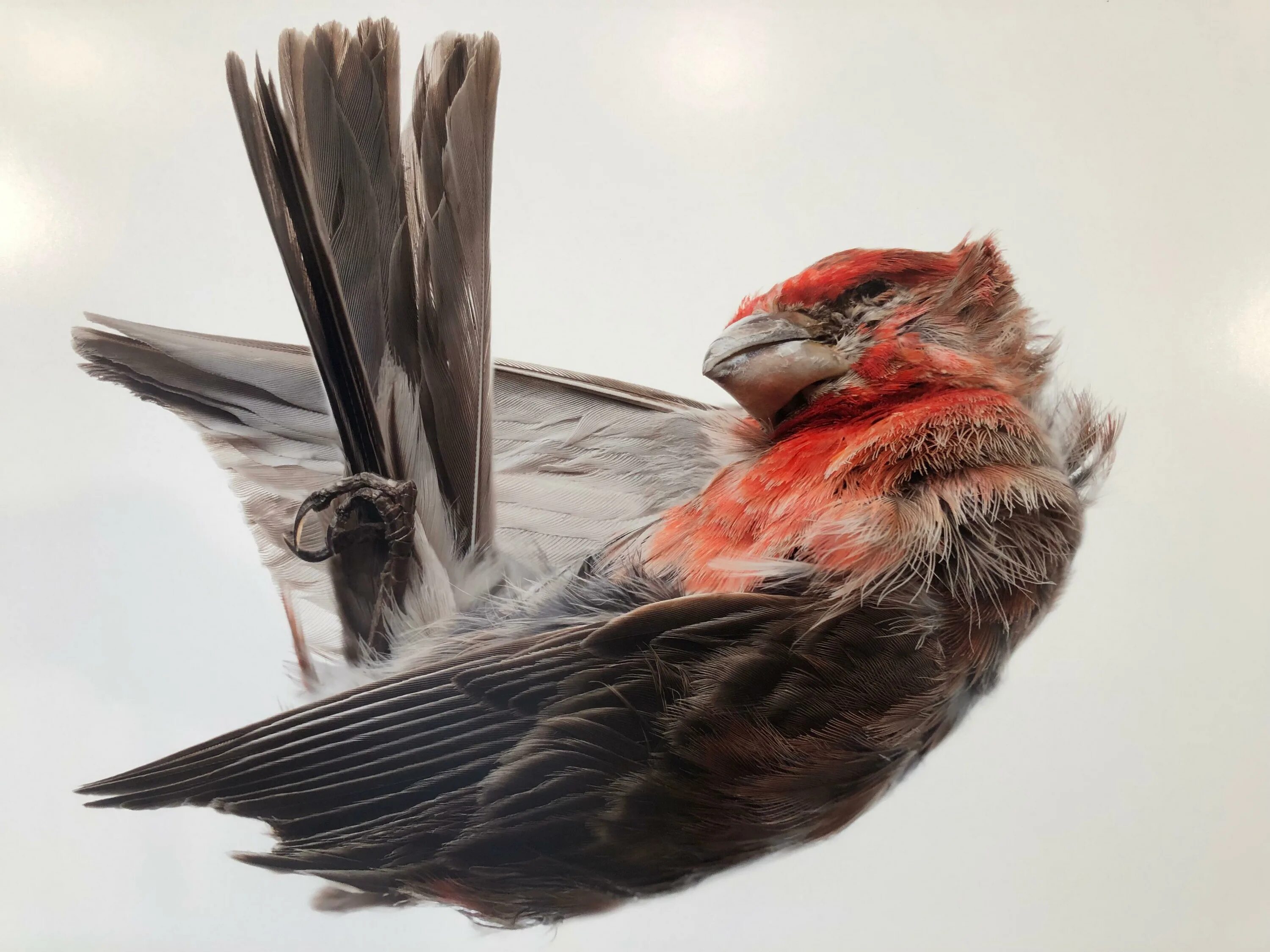 Ред Финч. Fallen Bird Prince Canary. Bird hitting the Glass.