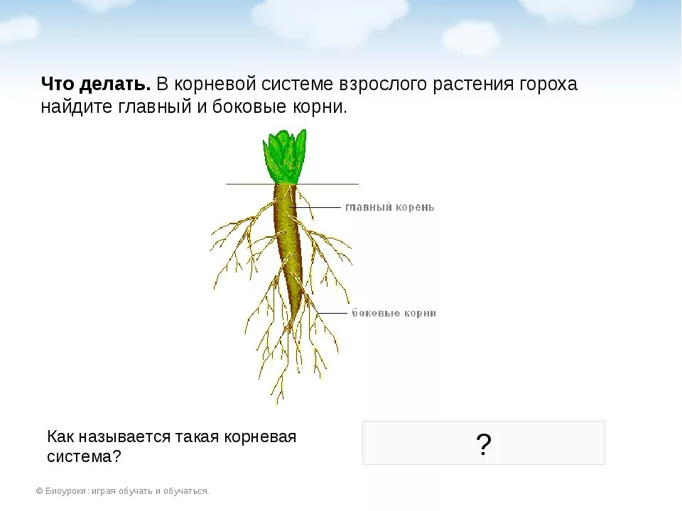 Горох посевной Тип корневой системы. Корневая система гороха посевного. Схема строения корня фасоли Тип корневой системы. Горох строение корневой системы.