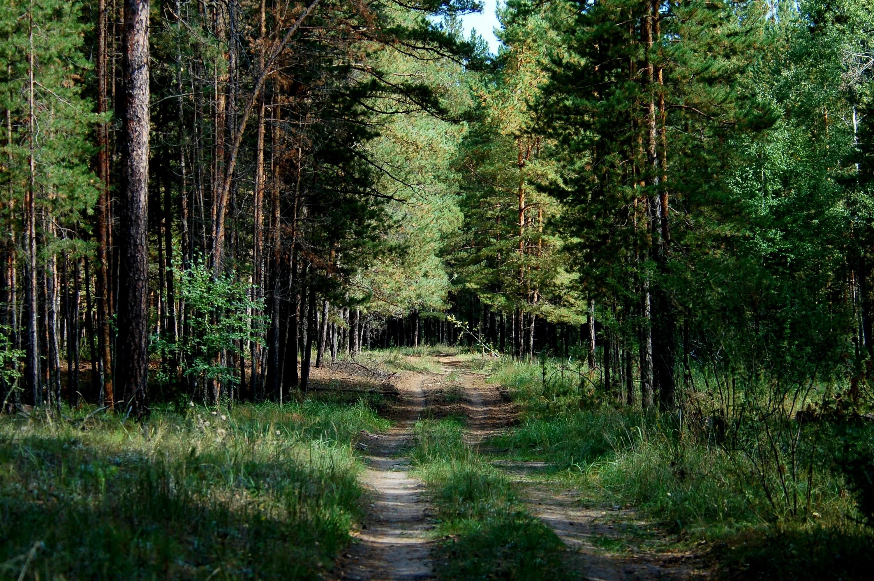 соколов микитов лось. касмалинский ленточный бор алтайский край. вышла на край леса. край леса поселок. сусоловка лесной край.
