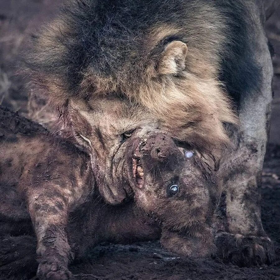 an55071 - Postimage.org shared by Carol Owens Lion images, Hyena, Animals