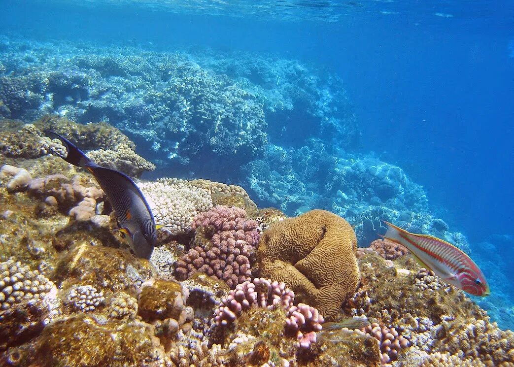 Coral beach шарм эль шейх. Монтаза Шарм-Эль-Шейх. Корал Бич Резорт тиран Шарм-Эль-Шейх. Coral Beach Montazah 4 Шарм-Эль-Шейх. Корал мочалка Шарм Эль Шейх.