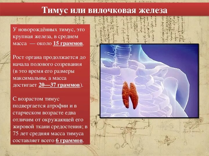 Тимус у взрослых