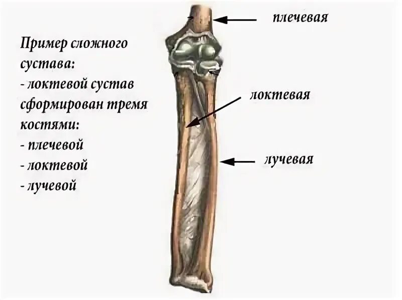 Сложным суставом является