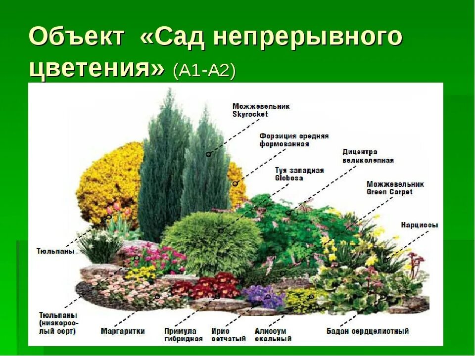 Миксбордер из хвойных и многолетников схемы и названия. Схема миксбордера непрерывного цветения. Миксбордеры из многолетников и хвойных. Цветник многолетников непрерывного цветения. Местоположения растений