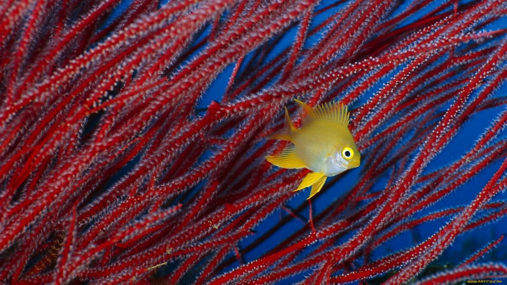 Тропические рыбы. Рыба хамелеон красное море. Красно желтая рыба. Damselfish рыба. Рыба хамелеон