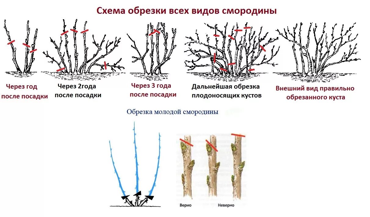 обрезки смородины. обрезка чёрной смородины весной схема. обрезка кустов смородины осенью. схема обрезки куста смородины осенью. обрезки смородины.