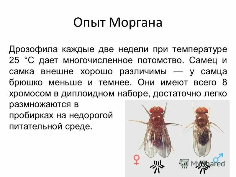 Опыт с мухой. Мухи дрозофилы закон Моргана. Опыт Томаса Моргана с мухами. Плодовая мушка дрозофила Морган.